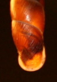 Clausiliidae da identificare